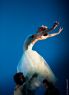 Serenade No.1 - 24 ( Magyar Nemzeti Balett ) Zene: Pyotr Ilyich Tchaikovsky  Koreogrfia : George Balanchine  - ©The George Balanchine Trust - (Tancos Kpek)