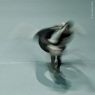 InMotion (Speed) No. 2 - 29 - A visual study of the dynamic of movements in dance, not in a static way but trying to show the progression and directions of the movements from a start point to an end. - ﻿Balett Fnykp